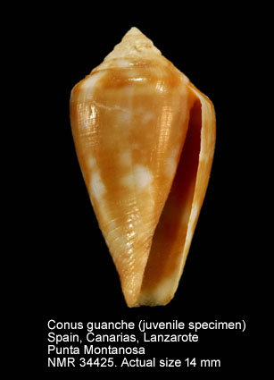 Conus guanche (12).jpg - Conus guancheLauer,1993